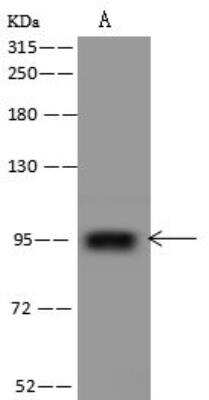 Western Blot: PTCHD4 Antibody [NBP3-12661] - Lane A: Jurkat Whole Cell LysateLysates/proteins at 30 ug per lane.SecondaryGoat Anti-Rabbit IgG (H+L)/HRP at 1/10000 dilution.Developed using the ECL technique.Performed under reducing conditions.Predicted band size:96 kDaObserved band size:96 kDa