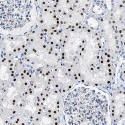 Immunohistochemistry-Paraffin: PTDSS1 Antibody [NBP1-83060] - Staining of human Kidney shows strong nuclear positivity in cells in tubules.