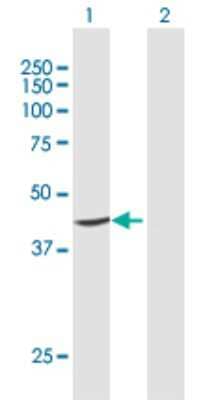 Western Blot: PTDSS1 Antibody [H00009791-D01P] - Analysis of PTDSS1 expression in transfected 293T cell line by PTDSS1 polyclonal antibody.Lane 1: PTDSS1 transfected lysate(55.50 KDa).Lane 2: Non-transfected lysate.