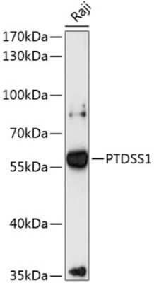 Western Blot: PTDSS1 Antibody [NBP2-94249] - Analysis of extracts of Raji cells, using PTDSS1 .Exposure time: 90s.