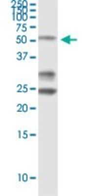 Immunoprecipitation: PTEN Antibody (1E9) [H00005728-M06] - Analysis of PTEN transfected lysate using anti-PTEN monoclonal antibody and Protein A Magnetic Bead, and immunoblotted with PTEN purified rabbit polyclonal antibody.