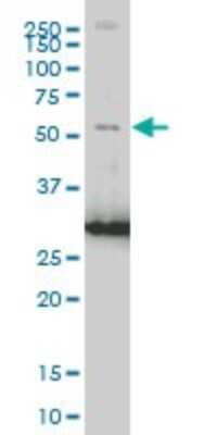Western Blot: PTEN Antibody (1E9) [H00005728-M06] - Analysis of PTEN expression in K-562 (Cat # L009V1).