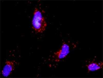 Proximity Ligation Assay: PTEN Antibody (2G9) [H00005728-M01] - Analysis of protein-protein interactions between PDGFRB and PTEN. HeLa cells were stained with anti-PDGFRB rabbit purified polyclonal 1:1200 and anti-PTEN mouse monoclonal antibody 1:50. Each red dot represents the detection of protein-protein interaction complex, and nuclei were counterstained with DAPI (blue).