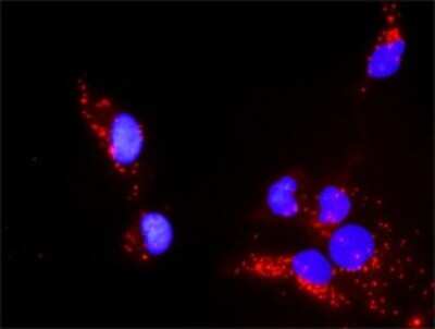 Proximity Ligation Assay: PTEN Antibody (2G9) [H00005728-M01] - Analysis of protein-protein interactions between PXN and PTEN. Mahlavu cells were stained with anti-PXN rabbit purified polyclonal 1:1200 and anti-PTEN mouse monoclonal antibody 1:50. Each red dot represents the detection of protein-protein interaction complex, and nuclei were counterstained with DAPI (blue).