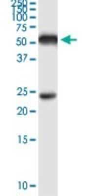 Immunoprecipitation: PTEN Antibody (3E7) [H00005728-M02] - Analysis of PTEN transfected lysate using anti-PTEN monoclonal antibody and Protein A Magnetic Bead, and immunoblotted with PTEN purified MaxPab rabbit polyclonal antibody.