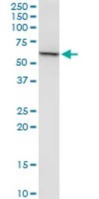Western Blot: PTEN Antibody [H00005728-B02P] - Analysis of PTEN expression in HeLa.