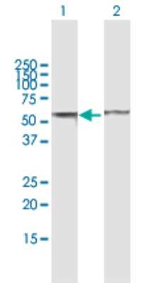 Western Blot: PTEN Antibody [H00005728-B02P] - Analysis of PTEN expression in transfected 293T cell line by PTEN polyclonal antibody.  Lane 1: PTEN transfected lysate(44.33 KDa). Lane 2: Non-transfected lysate.