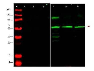 Western Blot: PTENP1 Antibody [NB110-86973] - Analysis of endogenous PTEN-P1 in whole cell lysates from human derived cell lines HeLa (lane 4), HEK293 (lane 5) and MCF7 (lane 6). The band at 55 kDa (arrowhead) corresponds to PTEN-P1. Lanes 1-3 were show the results of staining after the antibody was first pre-incubated with the immunizing peptide. The identity of lower molecular weight bands in lane 4 is unknown. Briefly, each lane contains approximately 35 ug of lysate. Primary antibody was used at a 1:500 dilution in 5% BLOTTO in PBS reacted overnight at 4C. The membrane was washed and reacted with a 1:10,000 dilution of IRDye800 conjugated Gt-a-Rabbit IgG [H&L] MX for 45 min at room temperature (800 nm channel, green).