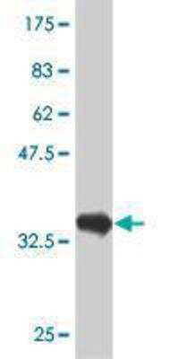 Western Blot: PTF1A Antibody (1B8) [H00256297-M03] - detection against Immunogen (34.8 KDa) .