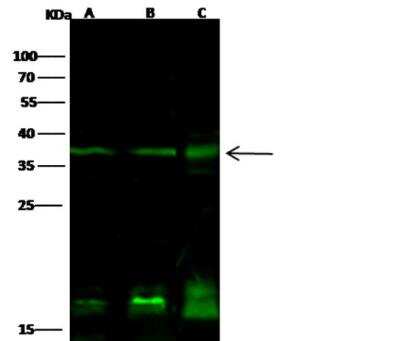 Western Blot: PTF1A Antibody [NBP2-98726] - Lane A: Jurkat Whole Cell LysateLane B: K562 Whole Cell LysateLane C: MCF7 Whole Cell LysateLysates/proteins at 30 ug per lane.SecondaryGoat Anti- Rabbit  IgG H&L (Dylight 800)  at 1/10000 dilution.Developed using the Odyssey technique. Performed under reducing conditions.Predicted band size:35 kDaObserved band size:38 kDa(We are unsure as to the identity of these extra bands.)