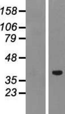 Western Blot: PTF1A Overexpression Lysate (Adult Normal) [NBP2-04988] Left-Empty vector transfected control cell lysate (HEK293 cell lysate); Right -Over-expression Lysate for PTF1A.