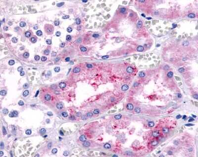 Immunohistochemistry-Paraffin: PTGER1 Antibody [NLS962] - Analysis of anti-PTGER1 / EP1 antibody with human kidney, renal tubules at dilution 13 ug/ml.