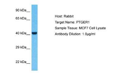 Western Blot: PTGER1 Antibody [NBP2-86759] - Host: Rabbit. Target Name: PTGER1. Sample Type: MCF7 Whole Cell lysates. Antibody Dilution: 1.0ug/ml