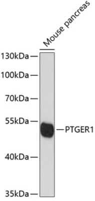 Western Blot: PTGER1 Antibody [NBP2-94273] - Analysis of extracts of mouse pancreas, using PTGER1 .Exposure time: 90s.