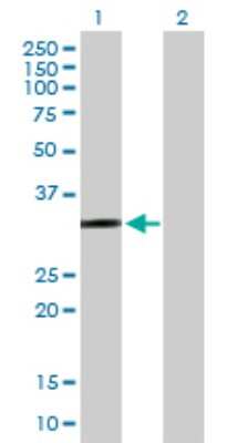 Western Blot: PTGER2 Antibody [H00005732-B01P] - Analysis of PTGER2 expression in transfected 293T cell line by PTGER2 polyclonal antibody.  Lane 1: PTGER2 transfected lysate(39.38 KDa). Lane 2: Non-transfected lysate.