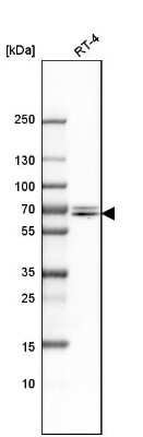 Western Blot: PTGER4/EP4 Antibody [NBP1-84833] - Analysis in human cell line RT-4.
