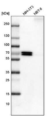 Western Blot: PTGER4/EP4 Antibody [NBP1-84833] - Analysis in mouse cell line NIH-3T3 and rat cell line NBT-II.