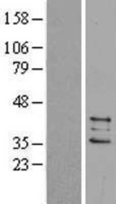 Western Blot Prostaglandin E Synthase 2/PTGES2 Overexpression Lysate