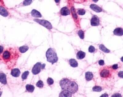 Immunohistochemistry-Paraffin: PTGFR Antibody [NLS1049] - Analysis of anti-FP / PTGFR antibody with transfected cells expressing Prostaglandin F2 alpha Receptor at 4 ug/ ml.