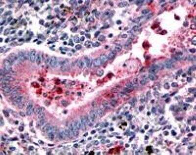 Immunohistochemistry-Paraffin: PTGFR Antibody [NLS6624] - Analysis of anti-PTGFR antibody with uterus at dilution 20 ug/ml.