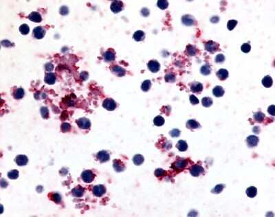 Immunohistochemistry-Paraffin: PTGIR Antibody [NLS4395] - Analysis of anti-Prostaglandin I2 Receptor antibody with human platelets.