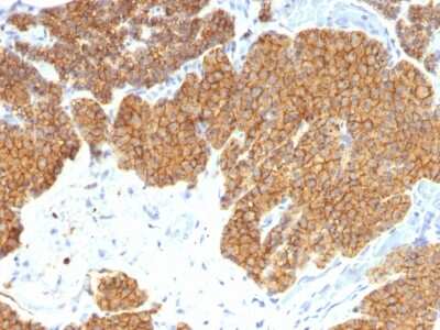 Immunohistochemistry-Paraffin: PTH Antibody (3H9) [NBP2-54320] - Formalin-fixed, paraffin-embedded human Parathyroid stained with PTH Monoclonal Antibody (3H9).