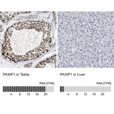 Immunohistochemistry-Paraffin: PTIP Antibody [NBP2-33877] - Staining in human testis and liver tissues using anti-PAXIP1 antibody. Corresponding PAXIP1 RNA-seq data are presented for the same tissues.