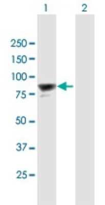 Western Blot: PTIP Antibody [H00022976-B01P] - Analysis of PAXIP1 expression in transfected 293T cell line by PAXIP1 polyclonal antibody.  Lane 1: PAXIP1 transfected lysate(83.27 KDa). Lane 2: Non-transfected lysate.