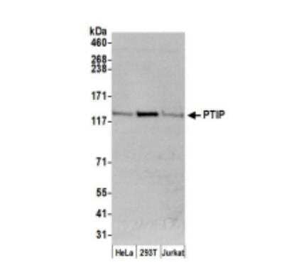 Western Blot: PTIP Antibody [NB100-577] - Whole cell lysate (50 ug) from HeLa, 293T, and Jurkat cells prepared using NETN lysis buffer. Antibody: Affinity purified rabbit anti-PTIP antibody used for WB at 0.1 ug/ml. Detection: Chemiluminescence with an exposure time of 30 seconds