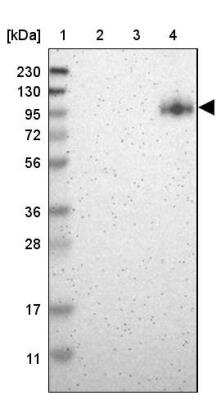 Western Blot: PTIP Antibody [NBP1-88233] - Lane 1: Marker  [kDa] 230, 130, 95, 72, 56, 36, 28, 17, 11.  Lane 2: Human cell line RT-4.  Lane 3: Human cell line U-251MG sp.  Lane 4: Human plasma (IgG/HSA depleted)