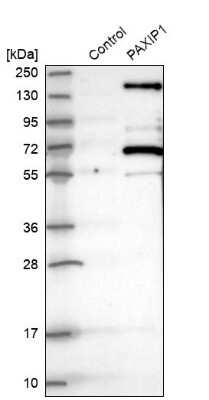 Western Blot: PTIP Antibody [NBP2-33877] - Analysis in control (vector only transfected HEK293T lysate) and PAXIP1 over-expression lysate (Co-expressed with a C-terminal myc-DDK tag (3.1 kDa) in mammalian HEK293T cells).