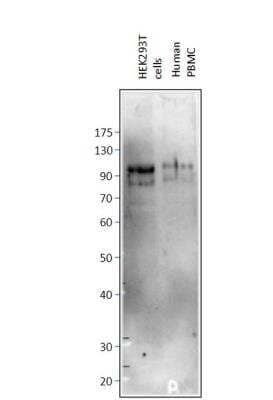 Western Blot PTIP Antibody