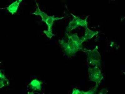 Immunocytochemistry/Immunofluorescence: PTK7/CCK4 Antibody (OTI2E7) [NBP2-01486] - Staining of COS7 cells transiently transfected by pCMV6-ENTRY CCK4.