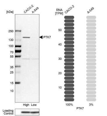 Western Blot: PTK7/CCK4 Antibody [NBP1-88157] - Western blot analysis in human cell lines Caco-2 and A-549 using Anti-PTK7 antibody. Corresponding PTK7 RNA-seq data are presented for the same cell lines. Loading control: Anti-PPIB.