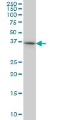 Western Blot: PTK9 Antibody (5C4) [H00005756-M06] - Analysis of PTK9 expression in HeLa (Cat # L013V1).