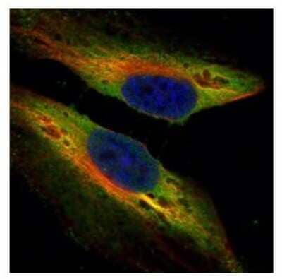 Immunocytochemistry/Immunofluorescence: PTK9 Antibody [NBP1-33132] - Paraformaldehyde-fixed HeLa, using PTK9 antibody (Green) at 1:500 dilution. Alpha-tubulin filaments were labeled with an alpha Tubulin antibody (Red) at 1:2500.