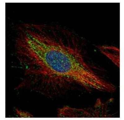 Immunocytochemistry/Immunofluorescence: PTK9 Antibody [NBP2-20001] - Confocal immunofluorescence analysis of methanol-fixed HeLa, using PTK9 antibody (Green) at 1:500 dilution. Alpha-tubulin filaments are labeled with Alpha-tubulin antibody (Red) at 1:2000.