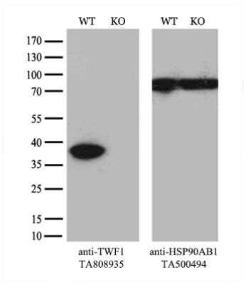 <b>Genetic Strategies Validation. </b>Western Blot: PTK9 Antibody (OTI5C12) - Azide and BSA Free [NBP2-73710] - Equivalent amounts of cell lysates (10 ug per lane) of wild-type HeLa cells (WT) and TWF1-Knockout HeLa cells (KO) were separated by SDS-PAGE and immunoblotted with anti-TWF1 monoclonal antibody. Then the blotted membrane was stripped and reprobed with an