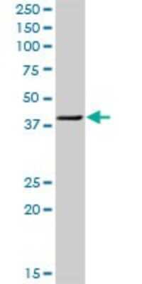Western Blot: PTK9 Antibody [H00005756-D01P] - Analysis of TWF1 expression in MCF-7.