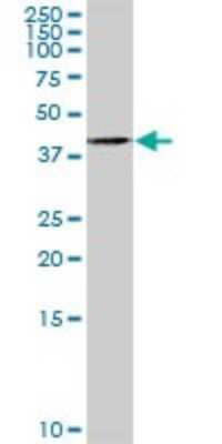 Western Blot: PTK9 Antibody [H00005756-D01P] - Analysis of TWF1 expression in mouse kidney.