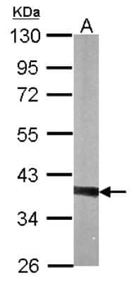 Western Blot: PTK9 Antibody [NBP1-33132] - Sample (30 ug of whole cell lysate) A: NIH-3T3 10% SDS PAGE; antibody diluted at 1:5000.