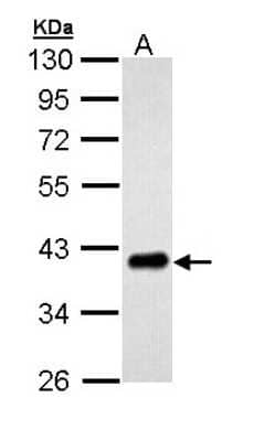 Western Blot: PTK9 Antibody [NBP1-33132] - Sample (30 ug of whole cell lysate) A: H1299 10% SDS PAGE; antibody diluted at 1:5000.