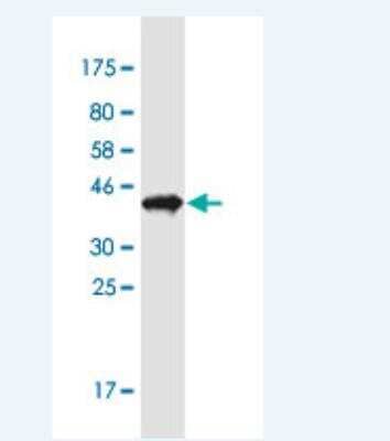 Western Blot: PTMS Antibody (3H5) [H00005763-M17-100ug] - Detection against Immunogen (37.9 KDa) .