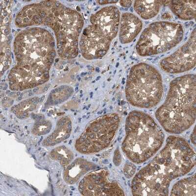 Immunohistochemistry-Paraffin: PTOP Antibody [NBP1-90181] - Staining of human kidney shows cytoplasmic positivity in renal tubules.
