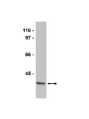 Western Blot: PTP alpha Antibody (5G3) [NBP2-29759] - HeLa cell lysate probed with anti-PTPA (1:5,000 dilution).