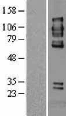 Western Blot PTP alpha/PTPRA Overexpression Lysate