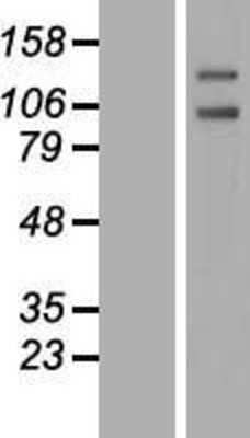 Western Blot PTP alpha/PTPRA Overexpression Lysate