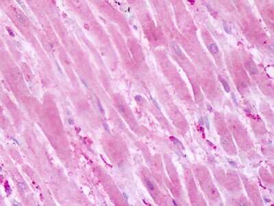 Immunohistochemistry-Paraffin: PTP alpha/PTPRA Antibody [NLS6792] - Analysis of anti-PTPRA antibody with human heart at dilution 10 ug/ml.