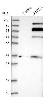 Western Blot PTP alpha/PTPRA Antibody