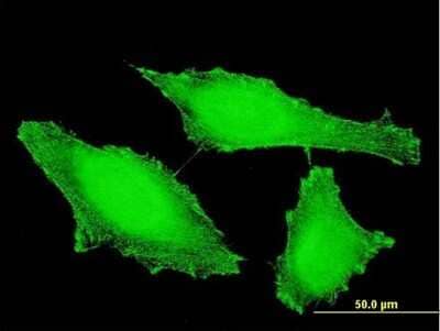 Immunocytochemistry/Immunofluorescence: PTP epsilon Antibody (2D10) [H00005791-M04] - Analysis of monoclonal antibody to PTPRE on HeLa cell. Antibody concentration 10 ug/ml